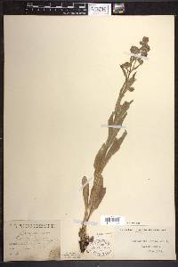 Cynoglossum officinale image