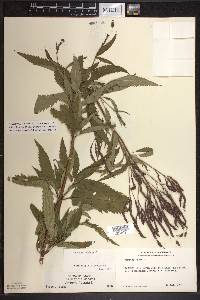 Verbena hastata image