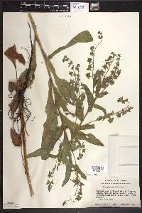 Cynoglossum officinale image