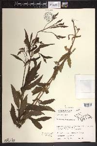 Verbena hastata image