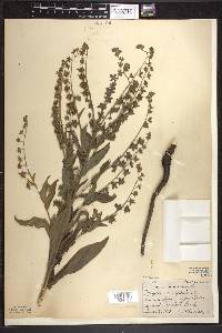 Cynoglossum officinale image