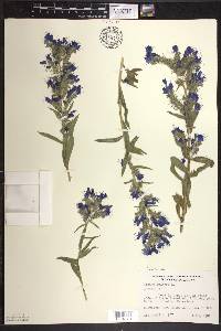 Echium vulgare image