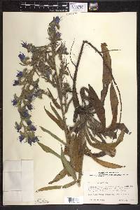 Echium vulgare image