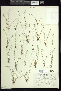 Myosotis stricta image