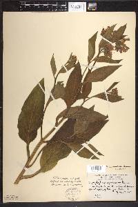 Symphytum × uplandicum image