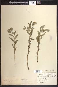 Lithospermum canescens image