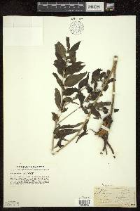 Lithospermum latifolium image