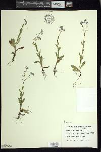 Myosotis scorpioides image