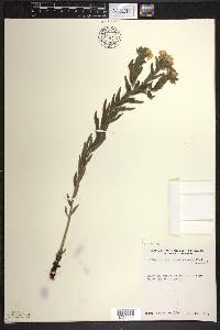 Lithospermum caroliniense image