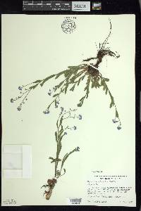 Myosotis sylvatica image