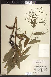 Hackelia virginiana image