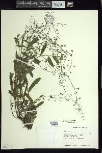 Myosotis sylvatica image