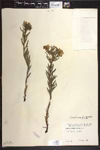 Lithospermum caroliniense image