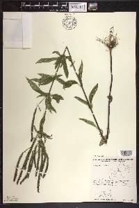 Verbena hastata image