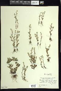 Myosotis verna image