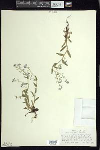 Myosotis sylvatica image