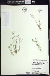 Cerastium semidecandrum image