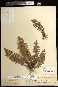 Notholaena brachypus image