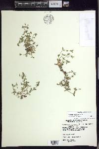 Cerastium semidecandrum image