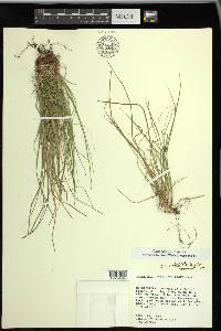 Carex reznicekii image