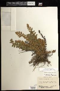 Notholaena brachypus image