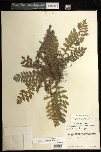 Notholaena brachypus image