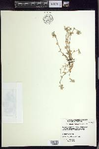 Cerastium semidecandrum image