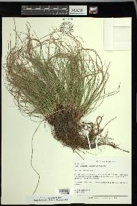 Carex reznicekii image