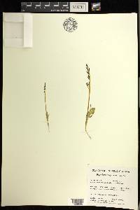 Botrychium minganense image