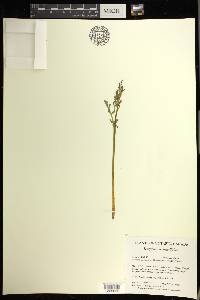 Botrychium matricariifolium image