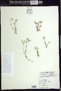 Cerastium semidecandrum image