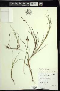 Carex limosa image