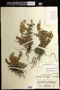 Notholaena brachypus image