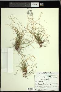 Carex reznicekii image