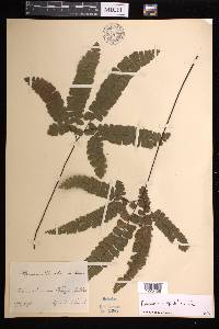 Adiantum hispidulum image