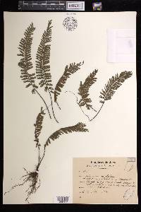 Adiantum caudatum image