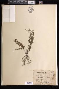 Adiantum caudatum image