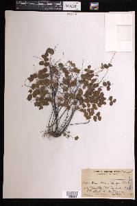 Adiantum stenochlamys image