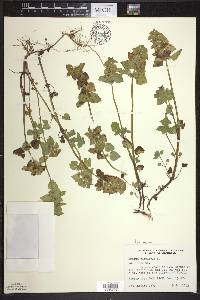 Lamium purpureum image