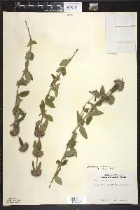 Clinopodium vulgare image