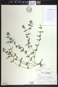 Clinopodium acinos image