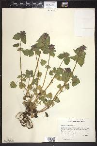 Lamium purpureum image