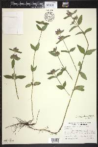 Clinopodium vulgare image