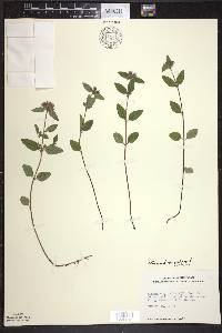 Clinopodium vulgare image