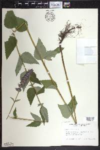 Agastache foeniculum image