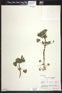 Lamium purpureum image