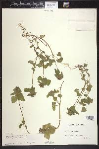 Lamium purpureum image