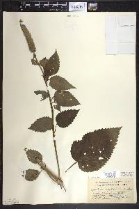 Agastache nepetoides image