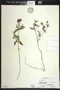 Clinopodium vulgare image