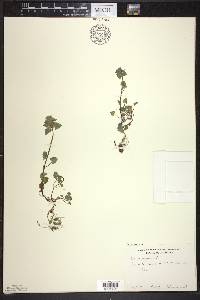 Lamium purpureum image